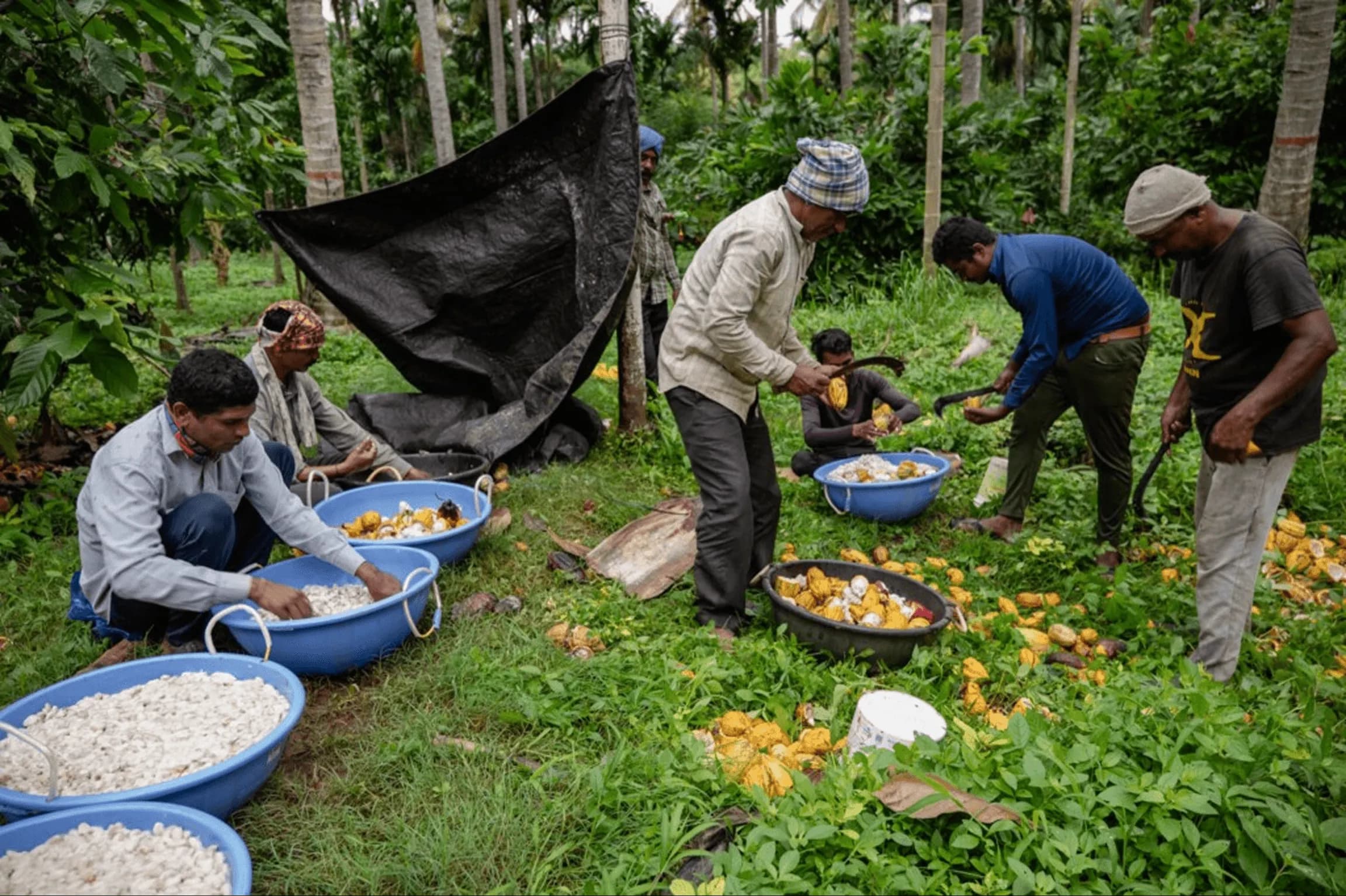 Farming & harvesting of cacao pods